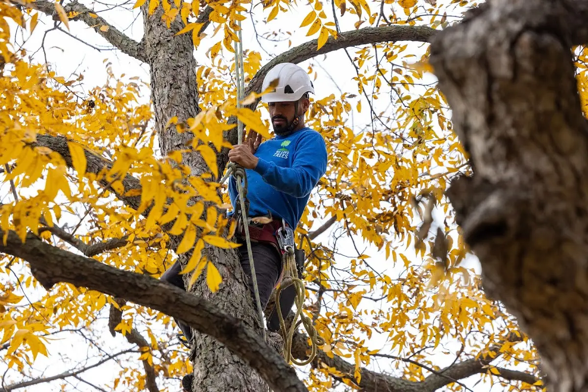 Skilled Tree Transplanting crew working in Cookson
